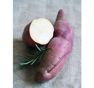 ZELENJAVNA SADIKA VOLMARY SLADKI KROMPIR L12 ERATO WHITE