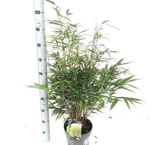 ZIMZELENI MIX FARGESIA ROBUSTA L17 CM