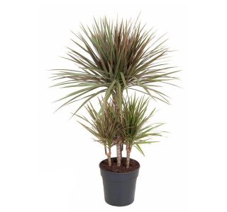 BICOLOR VEČSTEBELNA L21 CM