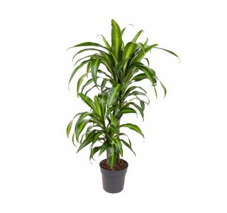 HAWAIIANA 45-15 L19 CM