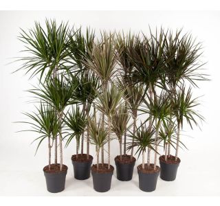 MAGINATA L24 CM 3ST 90-60-30 MAGINATA L24 CM 3ST 90-60-30