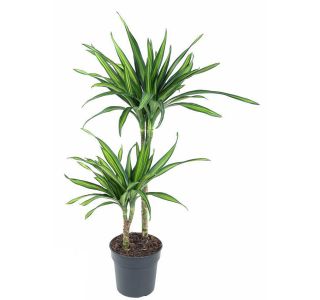 RIKI 2ST 45-15 L19 CM