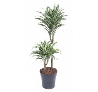 SURPRISE 2ST (45-15) L19 CM