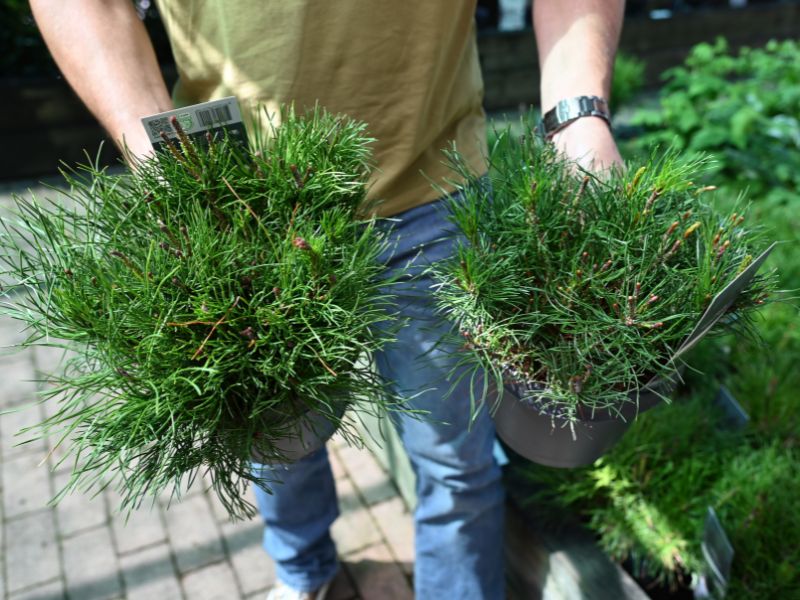 Nizko, kompaktno rušje je izjemno odporno in uporabno.  