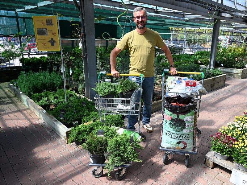 September je najboljši čas za sajenje iglavcev.