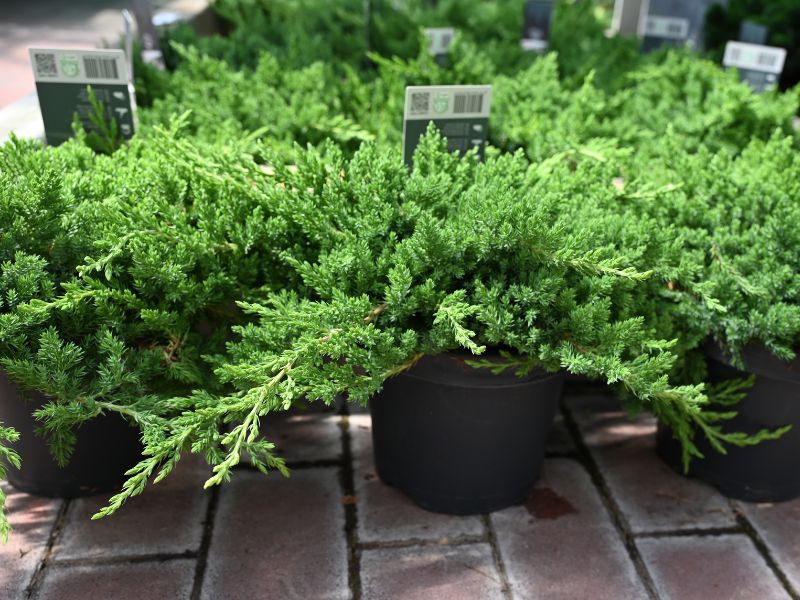 Plazeči brin je odlična pokrovna rastlina in povsem nezahteven.