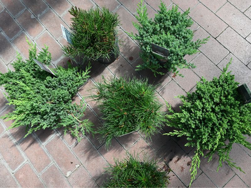 Nizko, kompaktno rušje in plazeči brin lahko kombiniramo v skupnih zasaditvah.