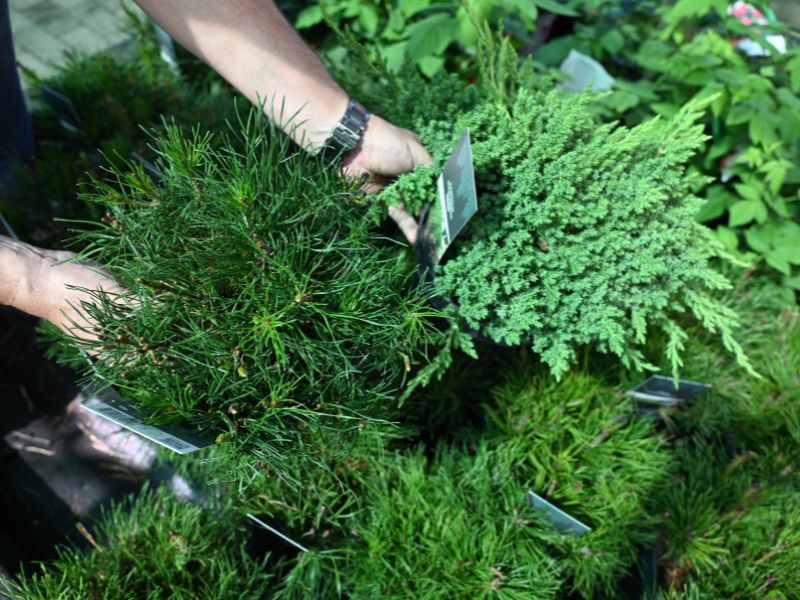 2 pritlikava iglavca, ki očarata in sta povsem nezahtevna