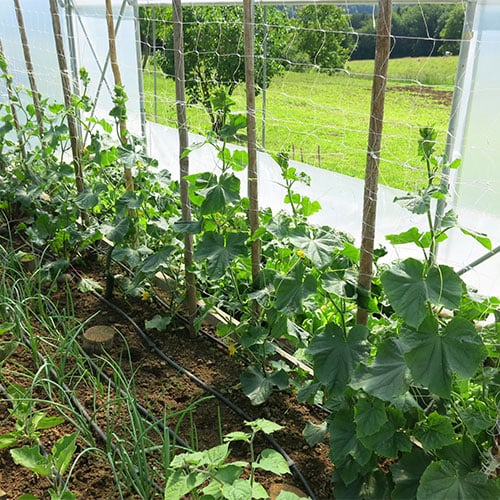 Sejemo in sadimo tudi na prazna mesta v rastlinjaku.