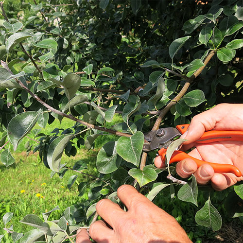 V sadovnjaku poskrbite za poletno rez.