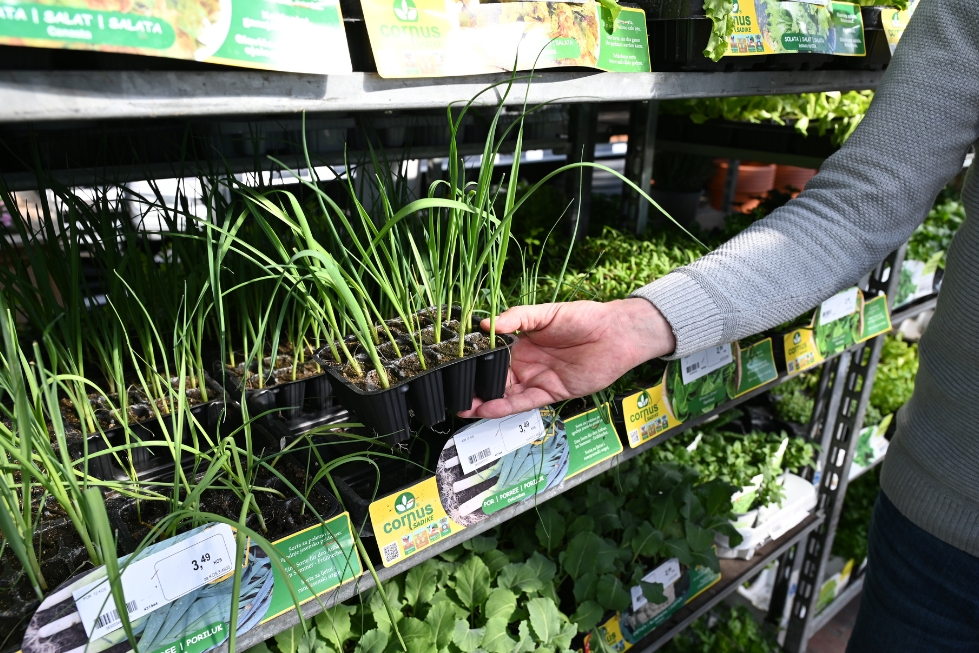 Najbolj trpežne so sadike pora in čebule.