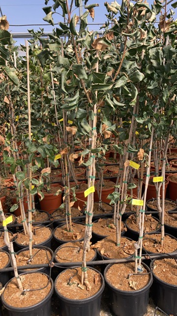 Posadite moško in žensko sadiko pistacije in se veselite domačega pridelka.