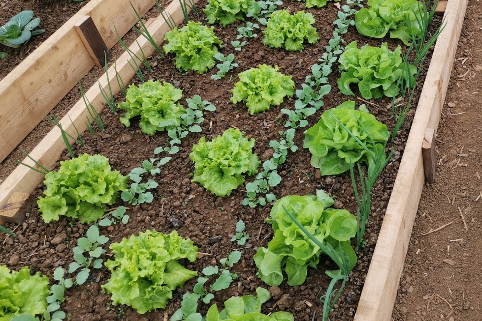 Sadike solate lahko kombinirate z redkvico in čebulo.