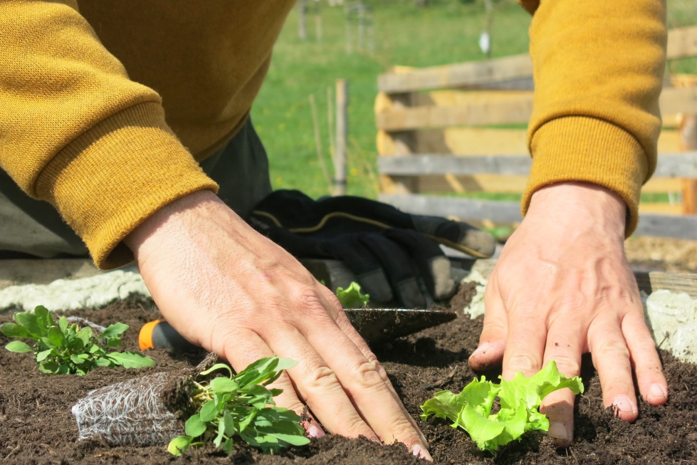 Po sajenju obvezno poskrbite za zalivanje celotne površine.