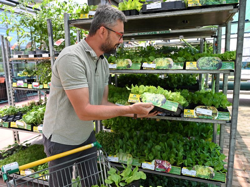 Kakovostne sadike izberite v Merkurju.