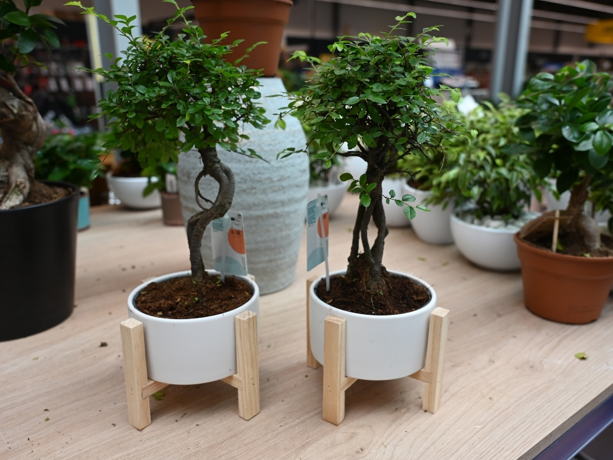 Figa Brown Turkey je odporna na nizke temperature.