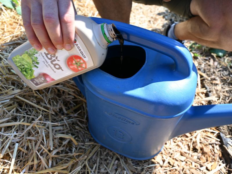 Po presajanju je treba vse sadike zaliti z morskimi algami.