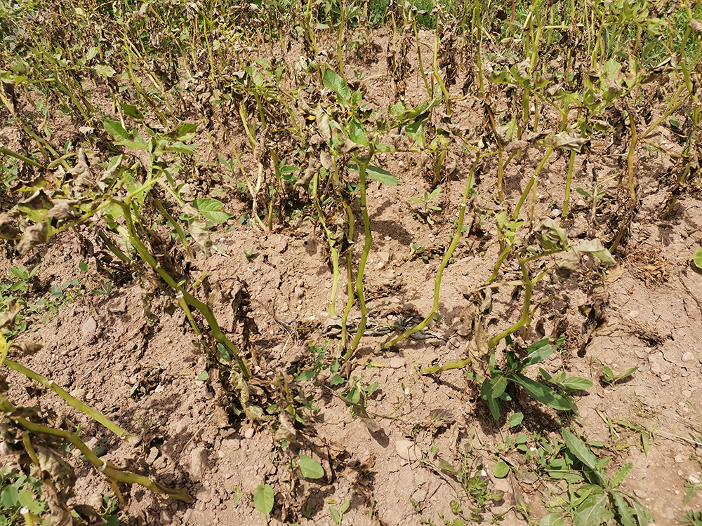 Posledica deževnega leta je hiter propad krompirja, paradižnika, čebule