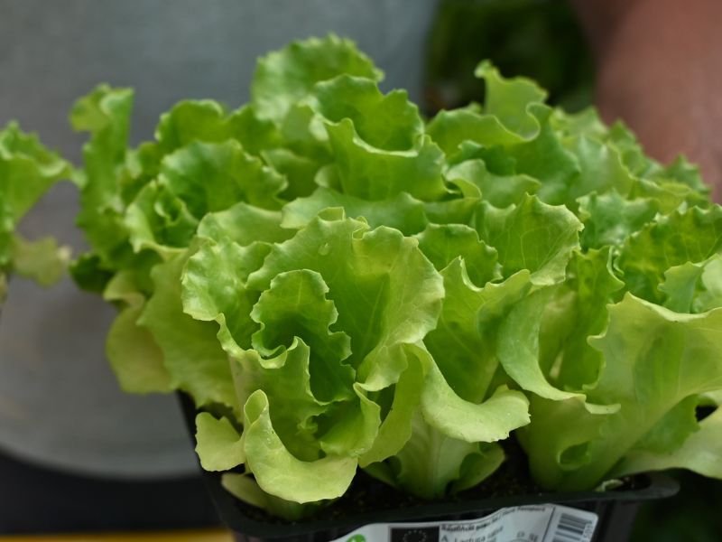 Primer lepo razvite sadike solate, ki se hitro ukorenini.  