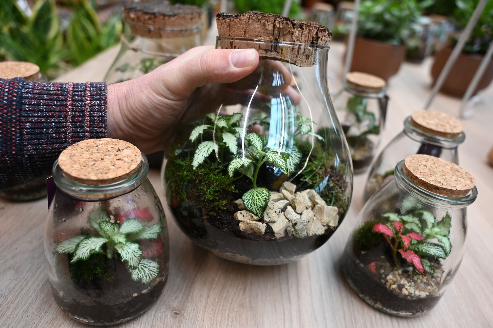 V Merkurju je cena za rastlinski terarij ugodna.