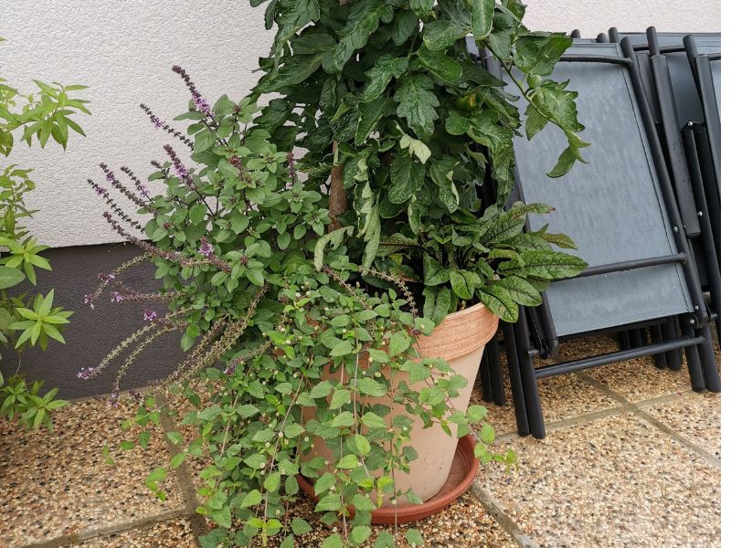 S tekočim organskim gnojilom dognojujemo vse rastline v posodah.