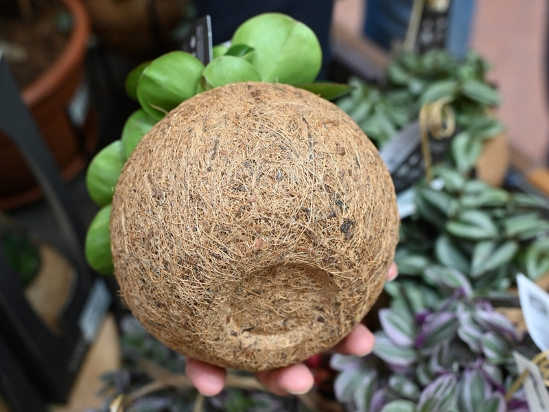 Kokosov lonček je trajen in razgradljiv.