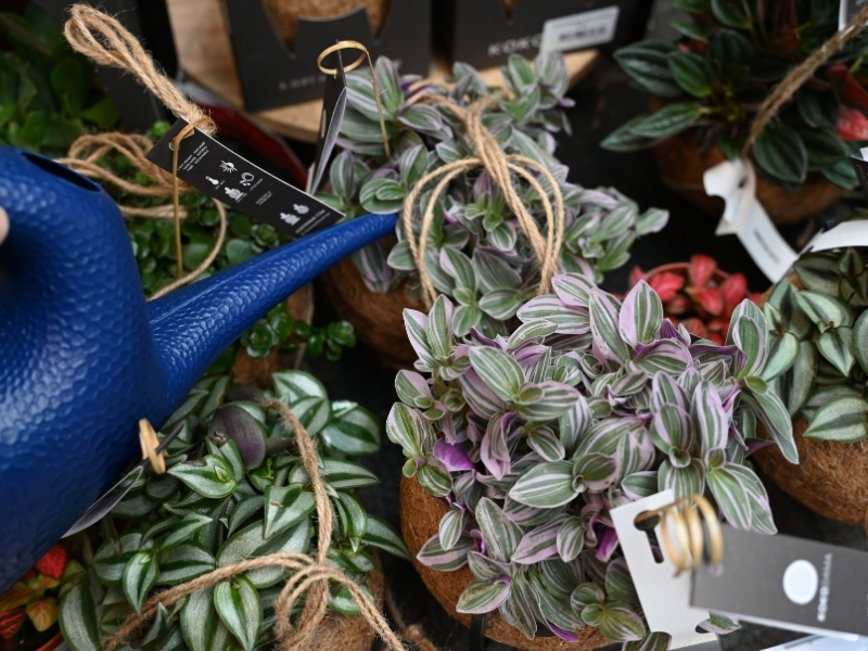 Zalivamo takrat, ko je lonček lahek in to zmerno.