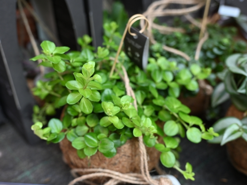 Sedumi in sukulenti so enostavni za vzdrževanje.