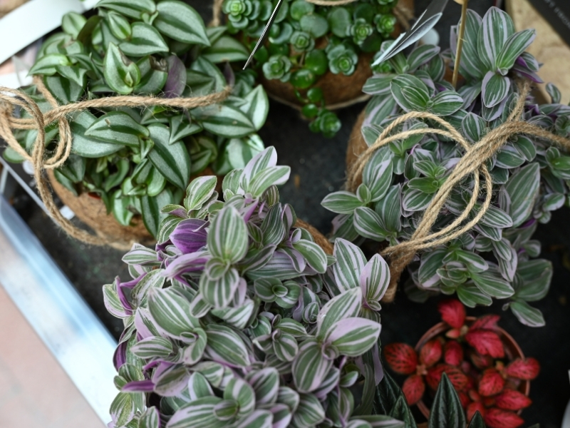 Barvitost tradeskancij popestri vsak dom.  