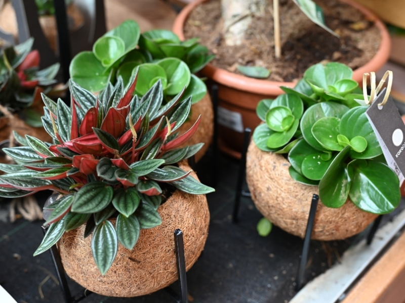 Čudovite poprovke krasijo listi različnih barv in oblik.