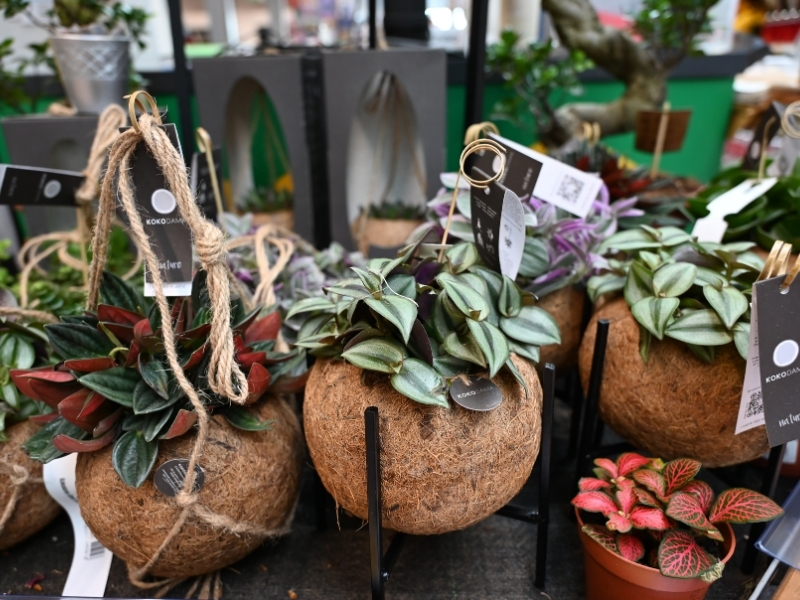 V kokosovih lončkih uspevajo &scaron;tevilne sobne rastline.