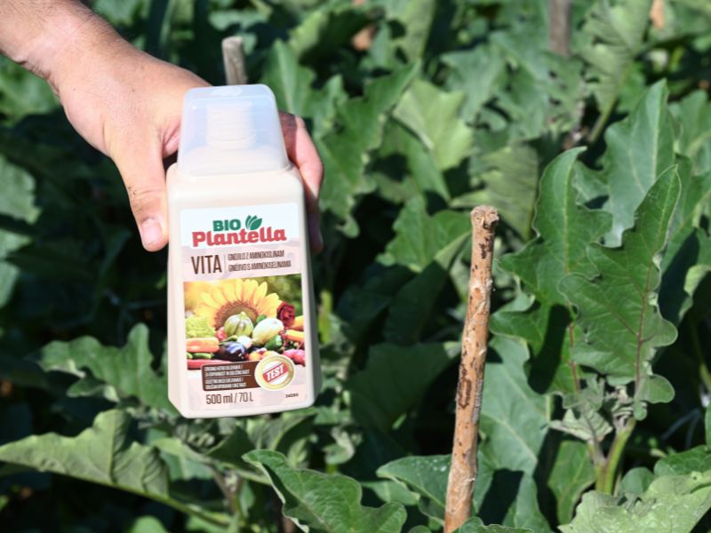 V poletnem času je obvezno tudi škropljenje z aminokislinami.