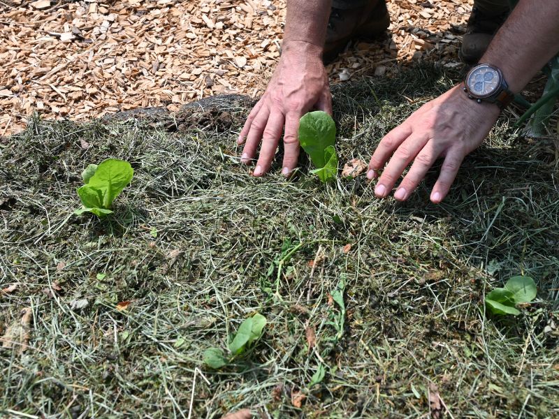 Zastirka je v vročem poletju obvezna.