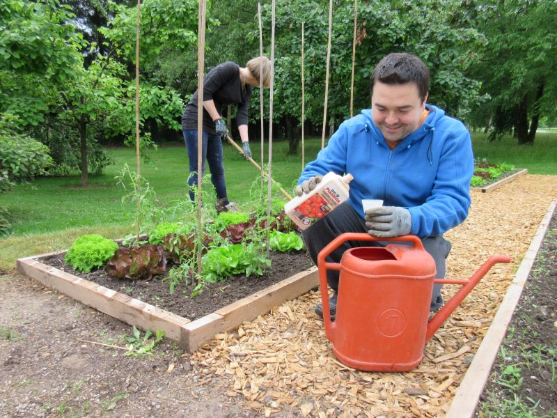 Paradižnik potrebuje dobro založena tla s hranili in gnojenje.