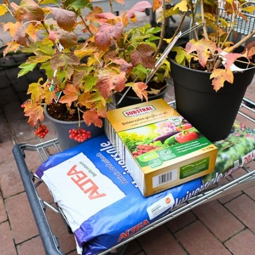 Pri sajenju uporabimo organsko gnojilo in univerzalno zemljo.