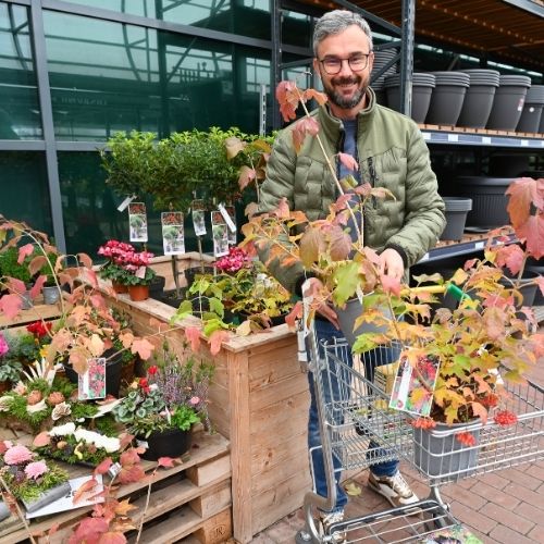 Odlično uspeva na različnih tleh, ki so vlažna in dobro odcedna.