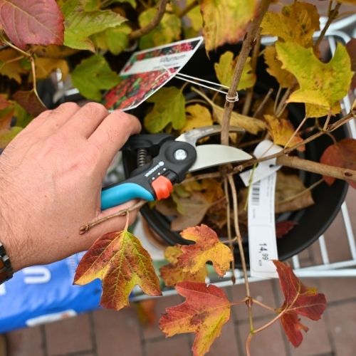 Mlada brogovita se prvih nekaj let ne reže.