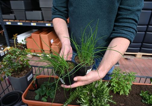 Posadite drobnjak in krepite rastline pred boleznimi.