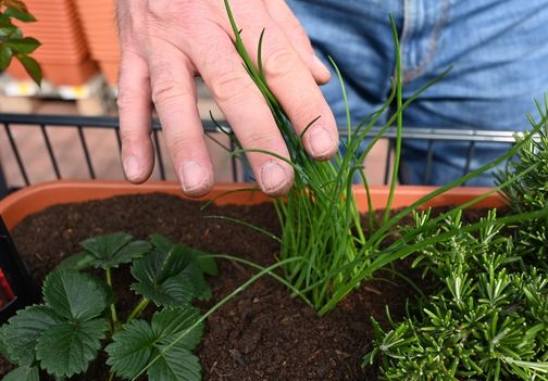 Z rezjo počakajmo, da doseže primerno višino.