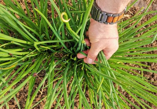 Na vrtu ga največkrat sadimo spomladi in jeseni.