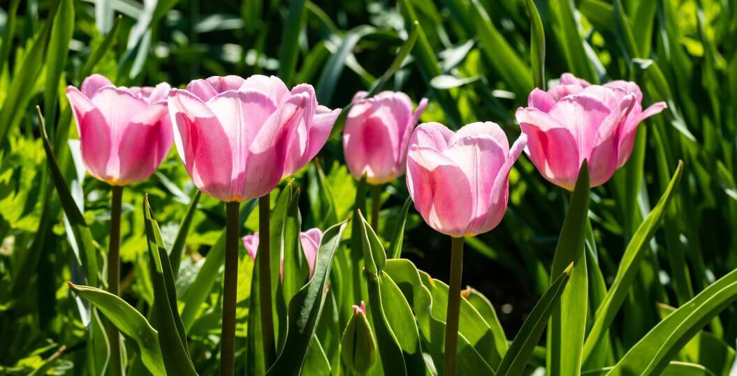 Svetujemo in pomagamo