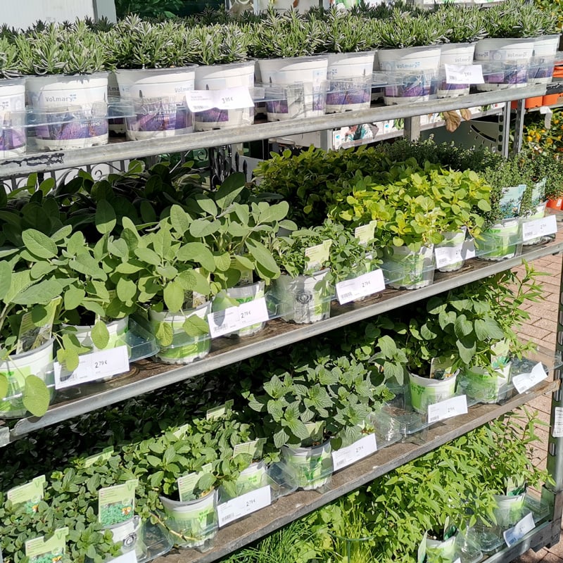 Zelišča in začimbe, ki jih rade obiščejo čebele