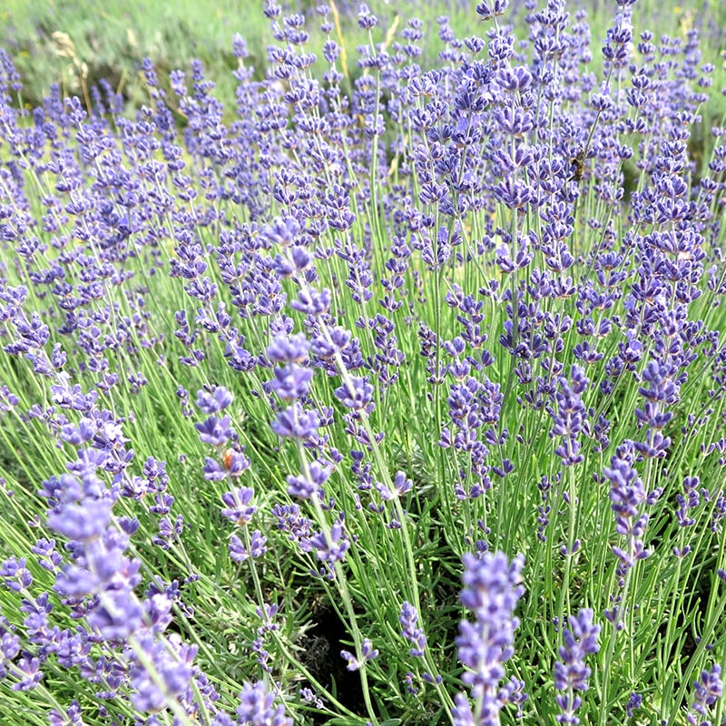 Cvetoči grmi so zanimivi za opraševalce  - medovite rastline