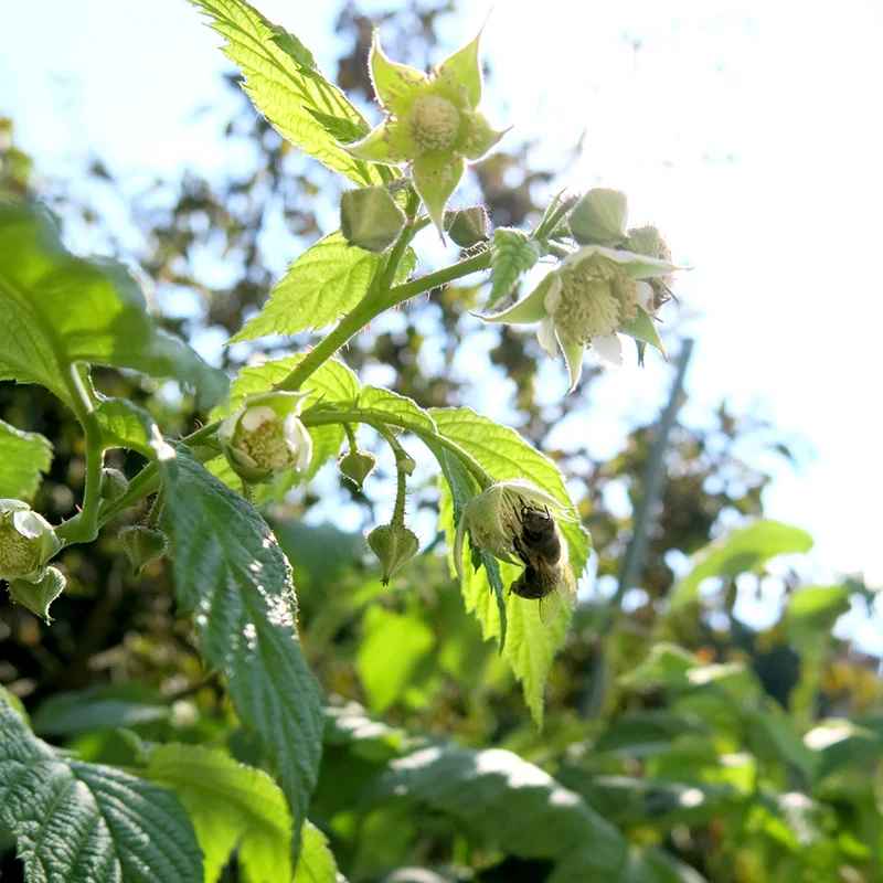 Na malinah in robidah se rade pasejo čebele - medovite rastline