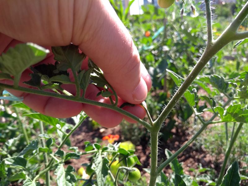 Same rastline paradižnika imajo dokaj bujno rast