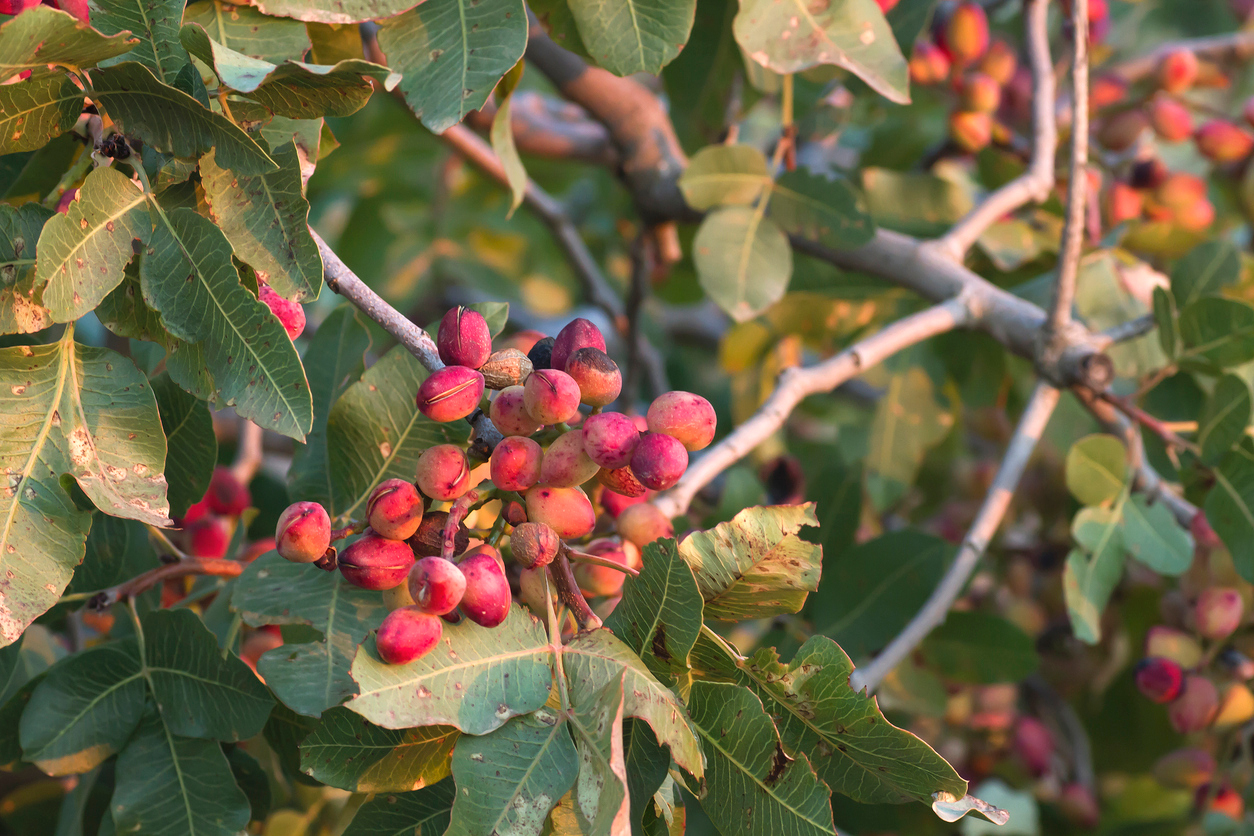 Oreščki pistacije se razvijejo samo na ženski rastlini.