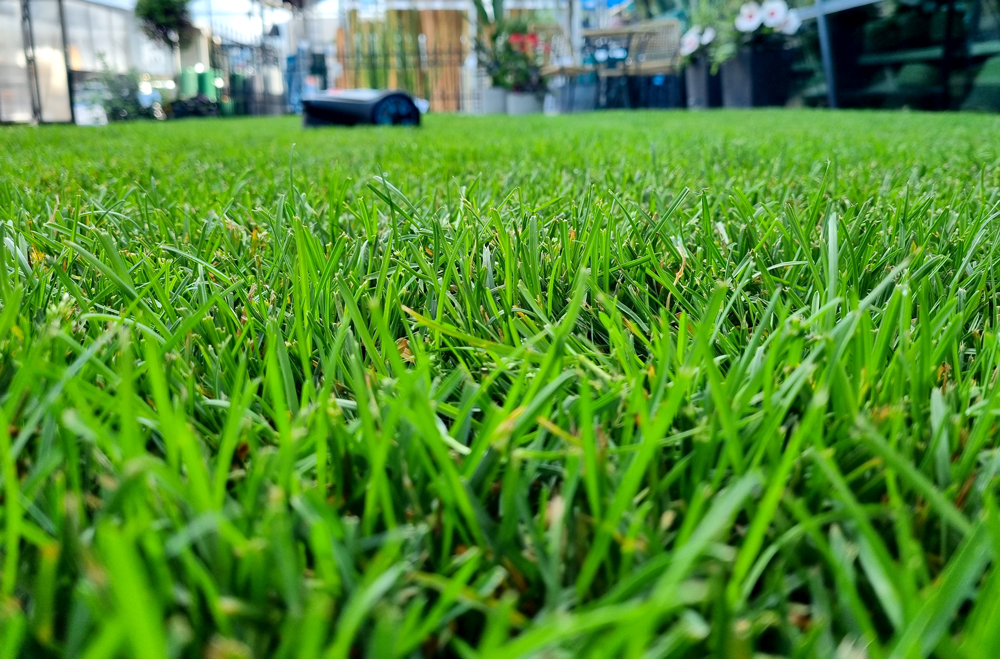 Travna ruša, MERKUR Travna ruša, MERKUR