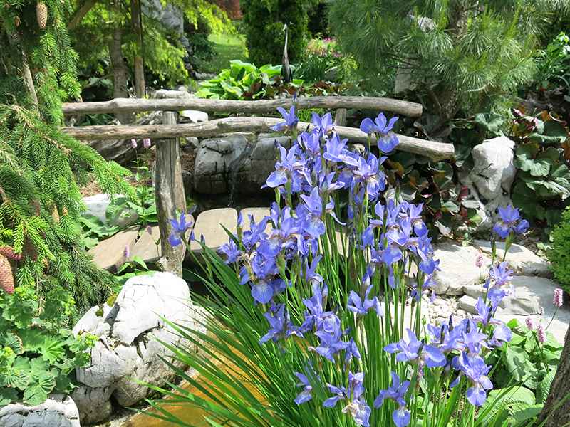 Cvetoči rob ribnika