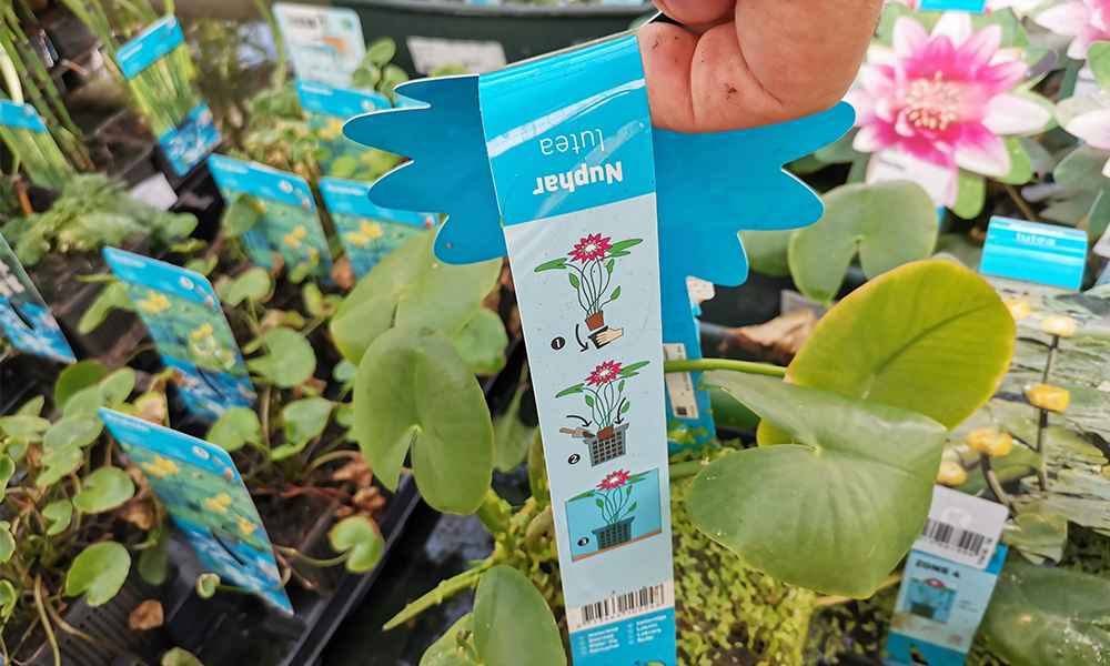 Vodne rastline poživijo ribnik