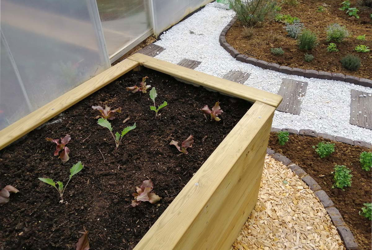 Solata in nadzemna kolerabica v visoki gredi